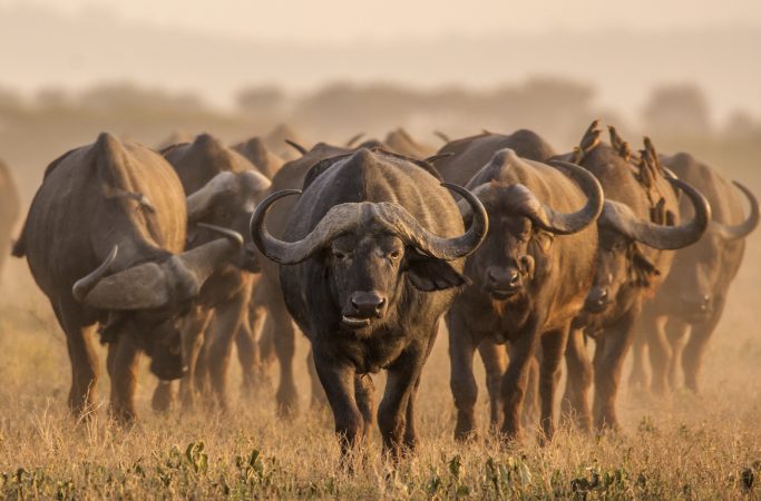 Etelä-Afrikka safari