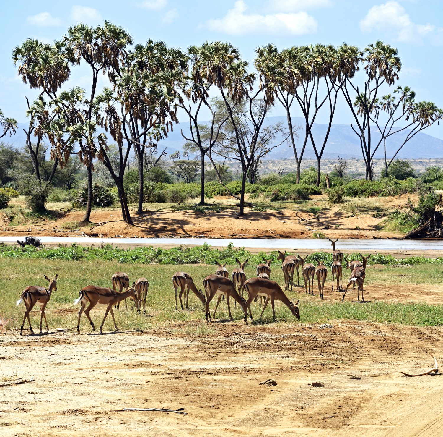 Kenia safari imapla
