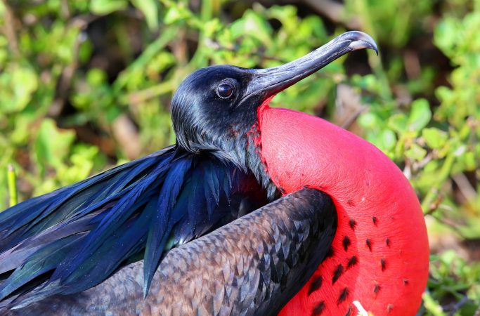 Antigua ja Barbuda lintu