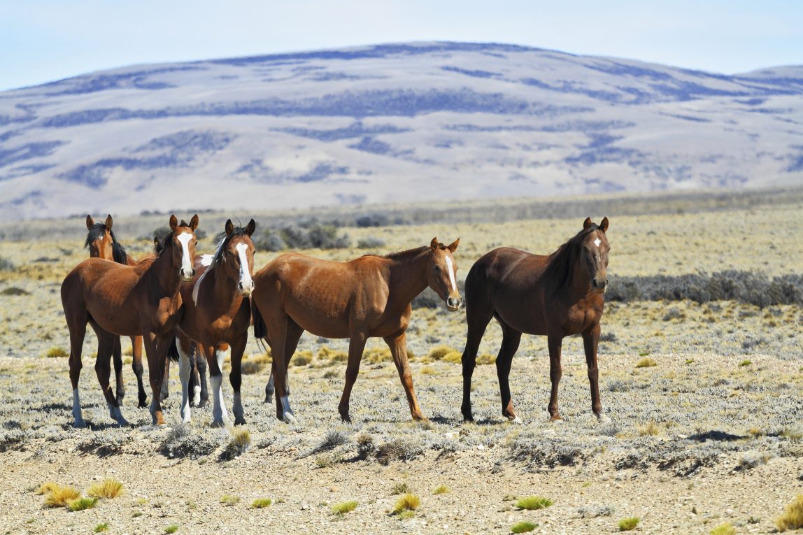 Argentiina Pampas hevosia