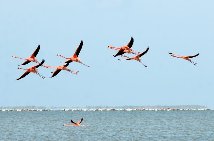Bahama flamingo