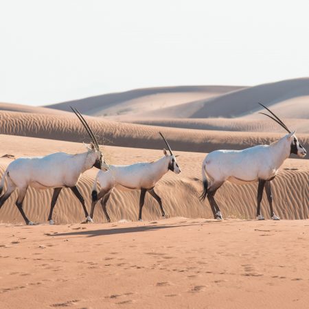 Abu Dhabi antilooppi