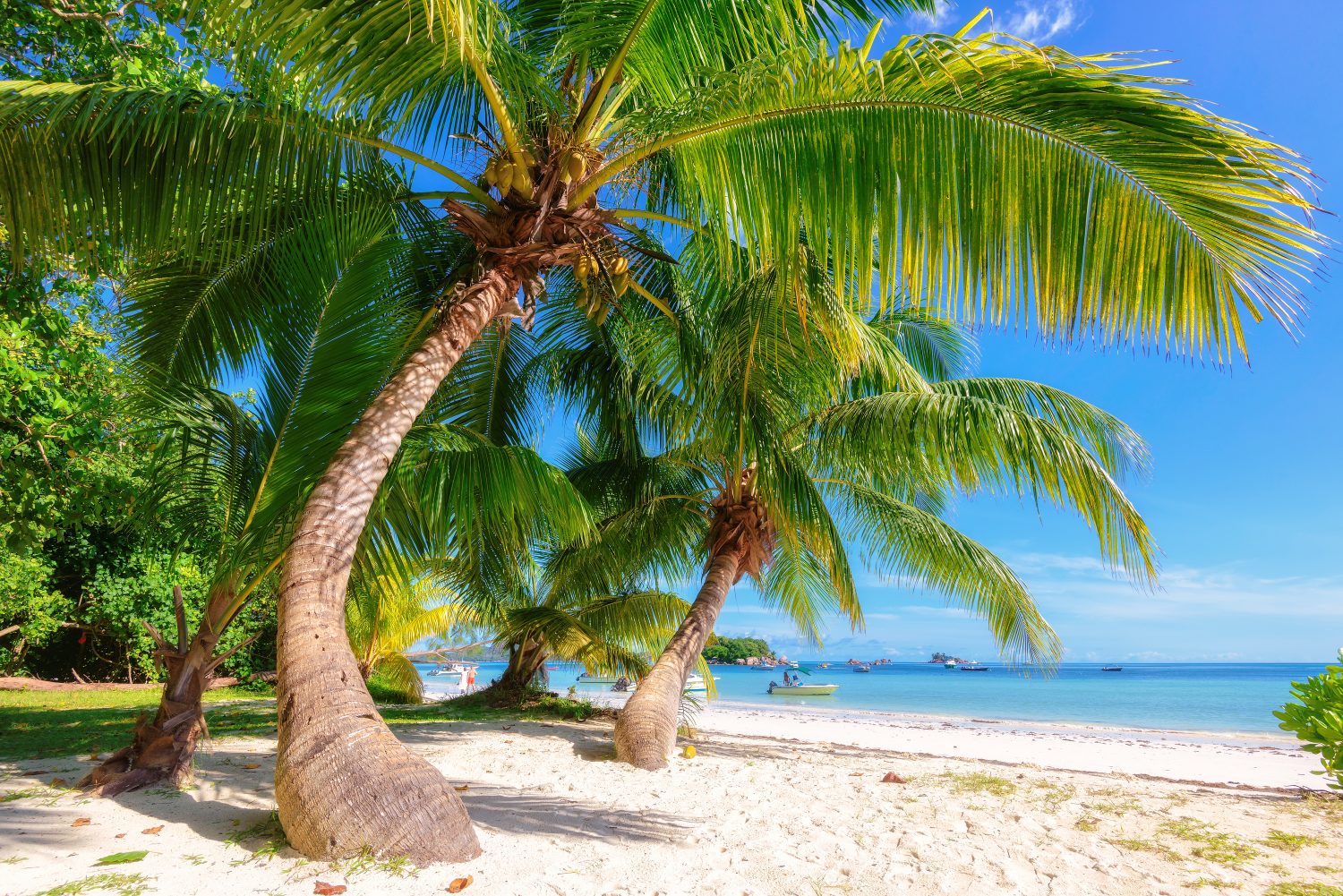 Seychellit Denise Island ranta