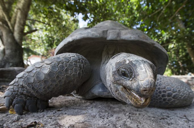 Seychellit Praslin kilpikonna