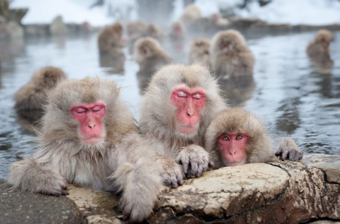 Japani Jigokudani apinat