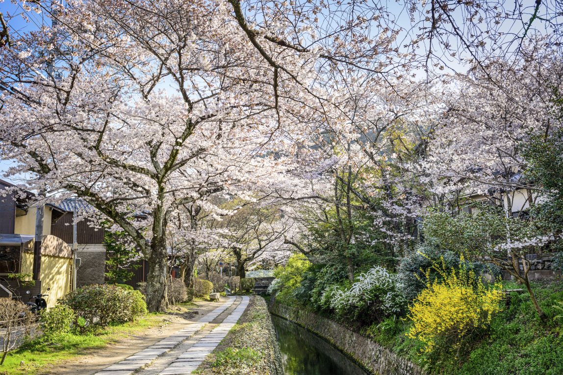 Japani Kioto kirsikkakukinta