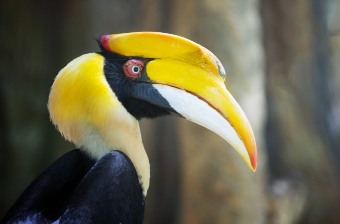Malesia Borneo lintu