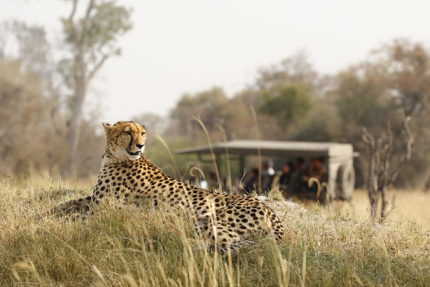 Botswana gepardi