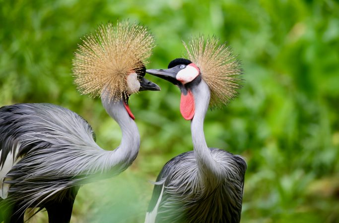 Uganda linnut