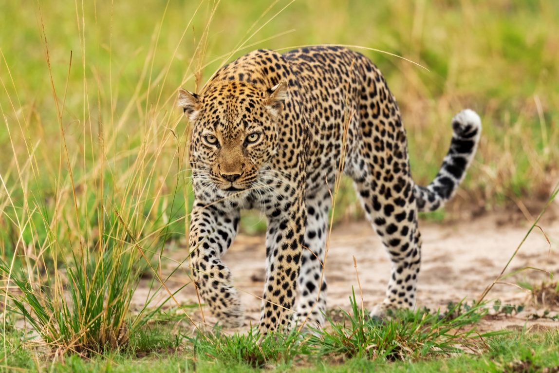 Uganda gepardi