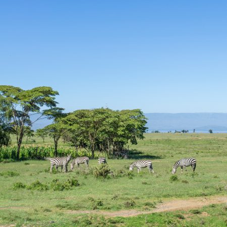 Uganda savanni